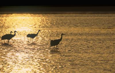 Sandhill Cranes walking in morning light