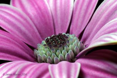 Flower5.jpg