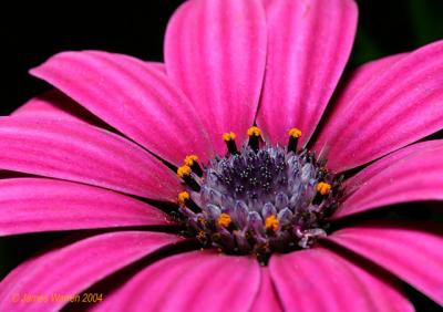Flower7.jpg