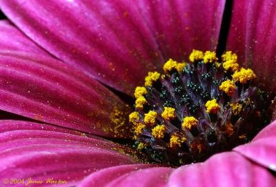 Flower4.jpg