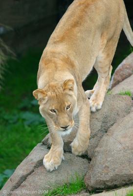 Lion2.jpg