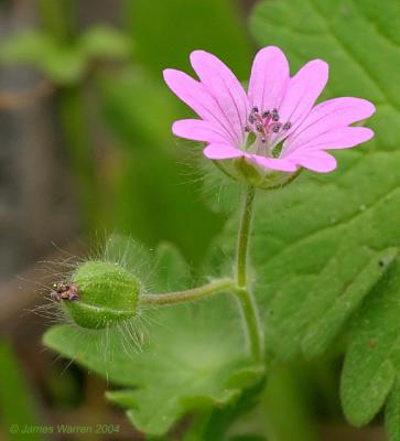 Flower8.jpg