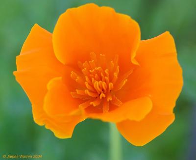 Flower9.jpg