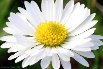 Flower10.jpg