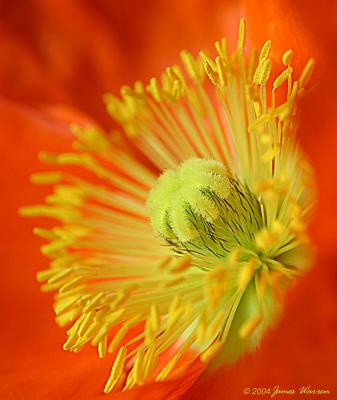 CRW_0013_RT8.jpg
