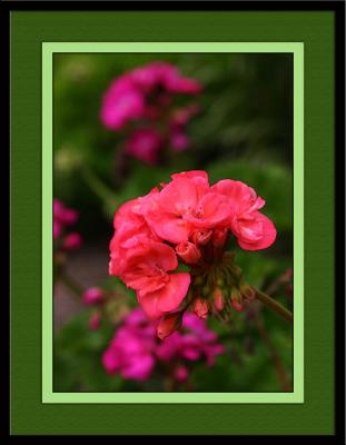 Flora