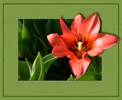 Flora