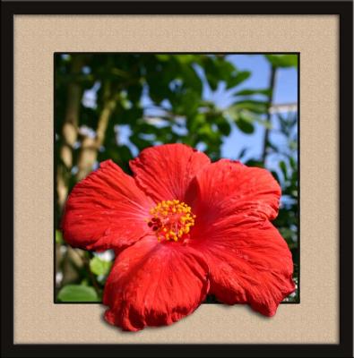 Flora
