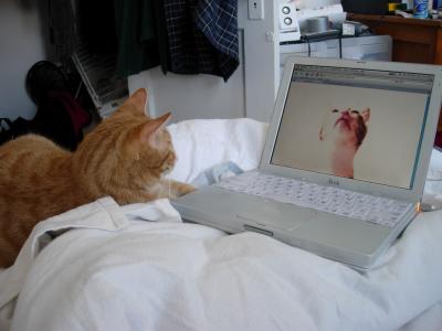 Oh my God! Mom!!! Theres another cat attacking your computer from the inside!