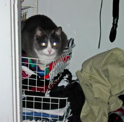 Maddy looking demonic in my T-shirt drawer.