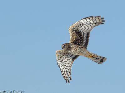  Salisbury, MA Early Harrier Wings Open.jpg