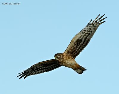 Salisbury, MA Harrier Late Day Overhead PN.jpg