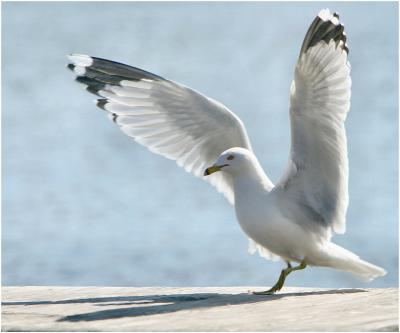 seagull_wings.jpg