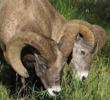 Big Horn Sheep