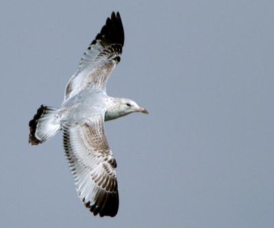 GullSoar.jpg