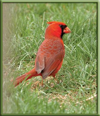 CardinalFeeds.jpg