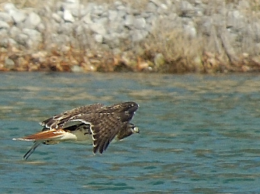 Hawk3.jpg