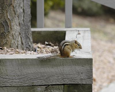 Our house chipmunk