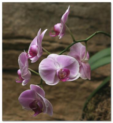 African orchids