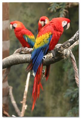 Tropical macaws