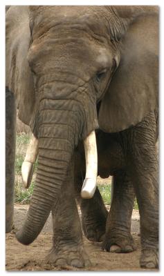 African elephant