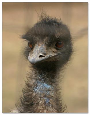 Emu