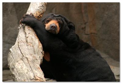 Sun bear