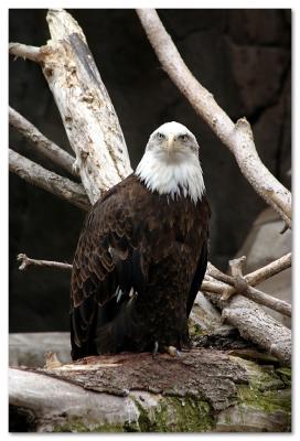 Bald eagle