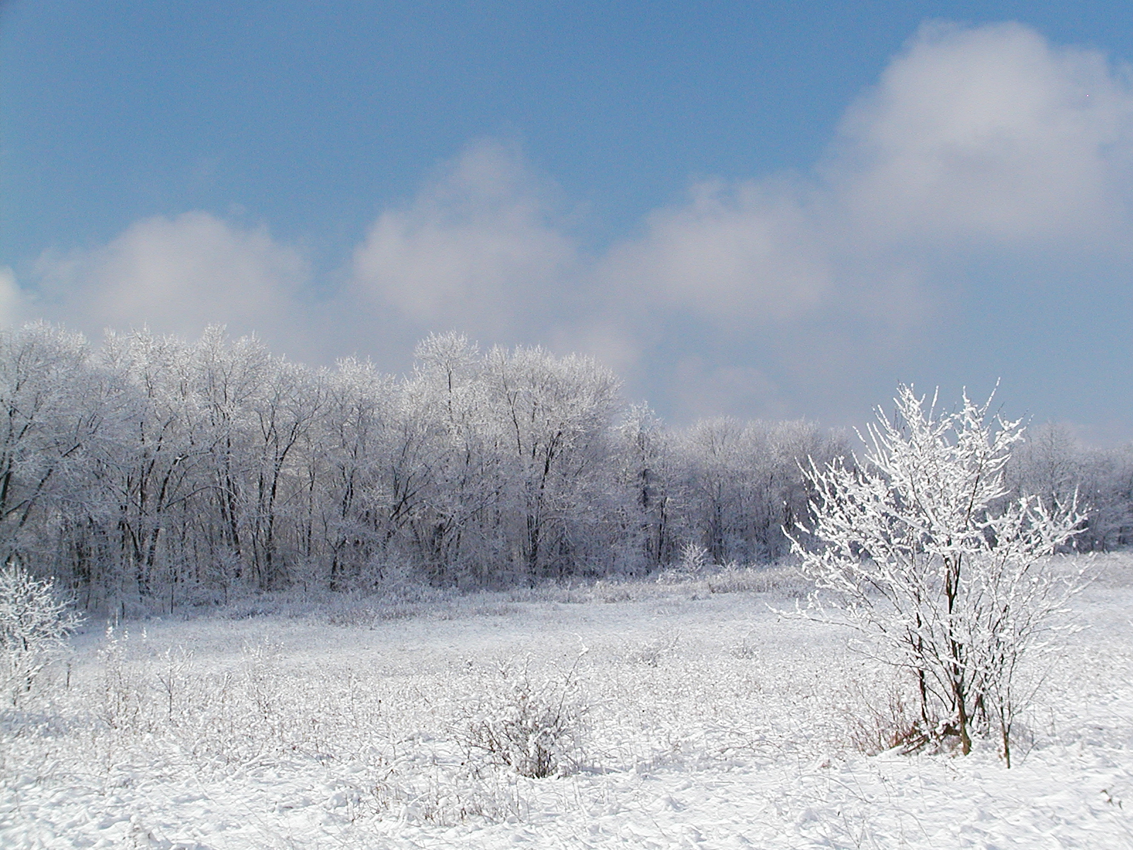 Spring Snowfall