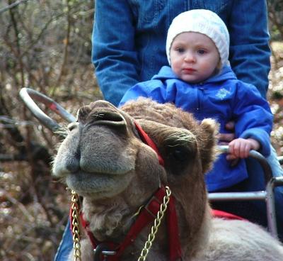  Sorry to all about not keeping up to date! I will try on get you some after shots of my palate later this week. I usually don't open my mouth for Pops anymore when he wants me to. Only open for lots of food. Here is a shot of me on a camel at the Bronx zoo! More later.