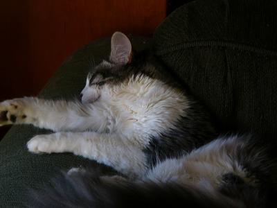 u42/stevearenoo/medium/27570801.sweetdreams.jpg