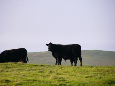 Cows