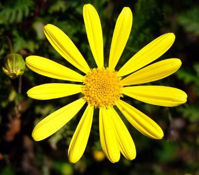 Mellow Yellow (Mar 5th)