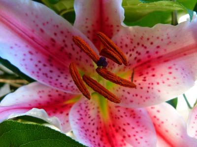 u42/stevearenoo/medium/40625140.Lilly.jpg
