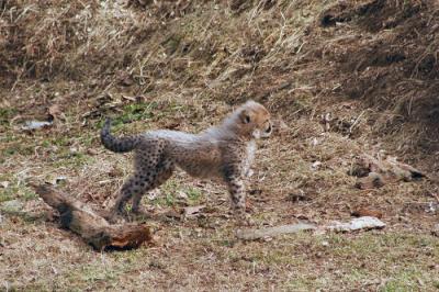 Cheetah Cubs - National Zoo 2/13/05