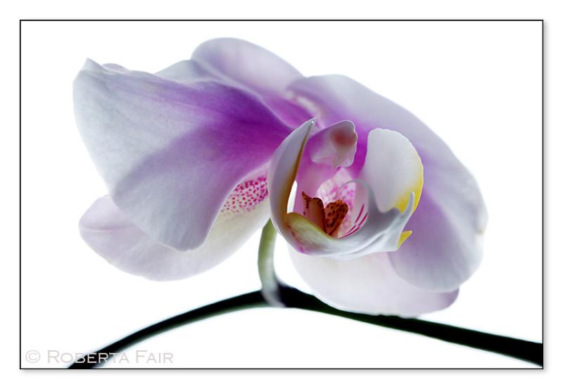 <b>6th(tie)<br>Orchid</b>