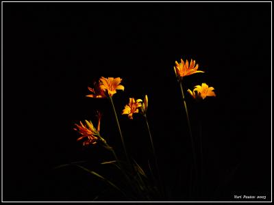 Night lily *  by Yuri Pautov
