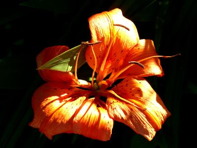 Day Lily by Keith T.*