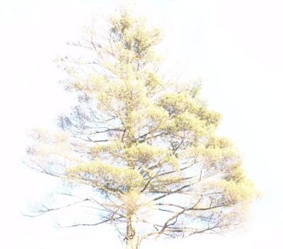Green Tree Blue Sky * by Troy Gorodess