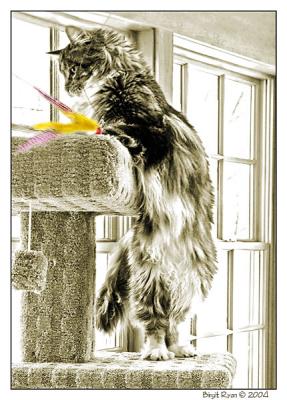 The Toy ... *  by Bee