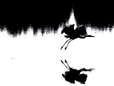 Night Flight HomeCheryl Meisel