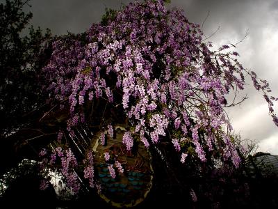 Stormy Asian Falls Wisteria    ****By CKirk