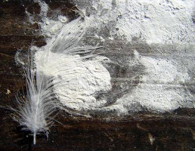 TurdAndFeathered*by West of Cary