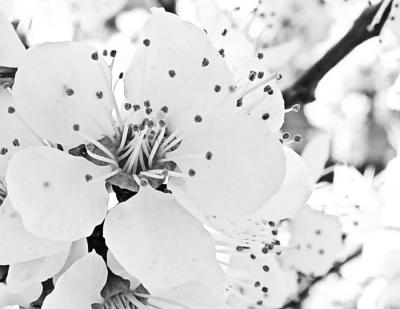  Ice Blossom    by Helen Betts