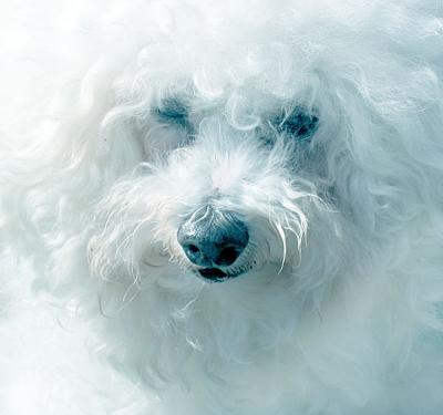 Bad hair day*by Penelope