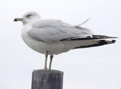 Ring-billed Gullby joandaniel