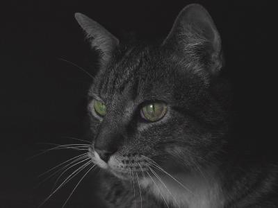 Cat in the BlackCheryl Meisel