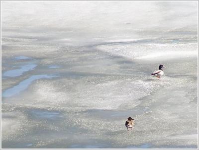 Ducks On Ice (*) by canadian ann