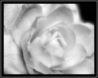 White CamelliaNC