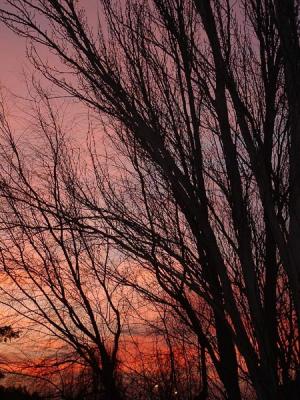 Cielo y rboles * by Doris Baillet